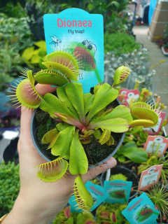 Sadenica Dionea v 0,5l nádobe