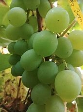 Vinič BIELY BEZSEMENNÝ 170-185 cm