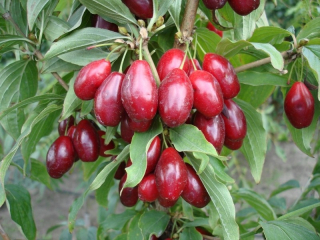 Sadenica drieňa v 3-5 litrovej nádobe, 60-80 cm