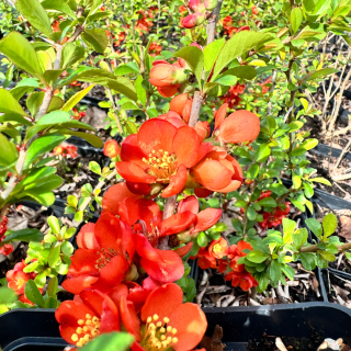 Pomarančové kvety dule 'Clementine' (Chaenomeles) P13