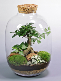 Rastlinné terárium - Veľký les v nádobe, pripravené zloženie, veľký bonsai