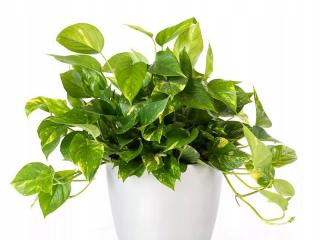EPIPREMNUM AUREUM izbová rastlina veľká sadenica P12