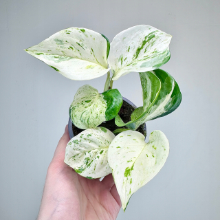 EPIPREMNUM Happy Leaf don.9cm