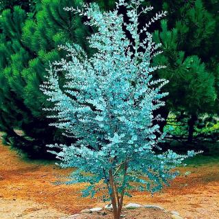 EUCALYPTUS GUNNI MRAZUJÚCE REPELÉRY PROTI KOMÁROM