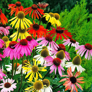 Echinacea Echinacea zmes mix 5 ks.