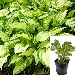 Sadenica Hosta (funkia) fialová v 0,5-1 litrovej nádobe