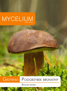 Mycelium mycélium Hríb hnedý 0,01 kg