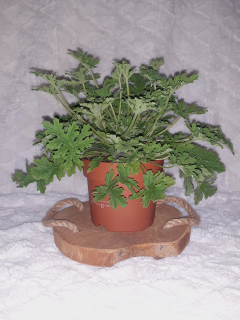 LIEČIVÁ RASTLINA GERANIUM ANGINKA veľkosť 12 cm