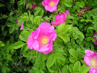 GK RUŽA DIVOKÁ RUŽA MEDOVÁ RUGOSA 30-60 CM.