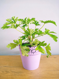 Sadenice Pelargonium graveolens v 0,5-1 litrovej nádobe