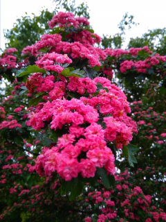 Hawthorn 'Paul's Scarlet' Červené ruže na strome