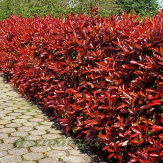 Fraseri 'Little Red Robin'