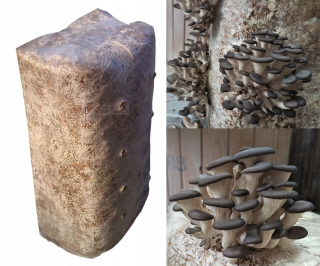 Huby na pestovanie - Mycélium hlivy ustricovej, VEĽKÁ kocka, asi 15 kg