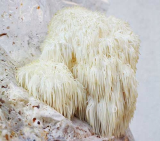 Mycélium Levia hriva, pripravený substrát 3kg