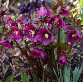 EASTERN HELLEBORE PRETTY ELLEN RED - sadenice v črepníkoch