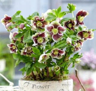 HELLEBORE EASTERN PRETTY ELLEN SPOTTED - sadenice v črepníkoch