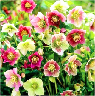 Sadenice HELLEBORUS MIX 3 ks + ZADARMO