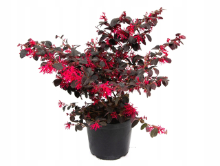 HIT BLACK PEARL * LOROPETALUM CHINENSE červený ker SEEDINGMENT 40 CM