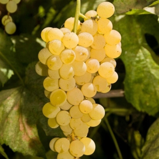 Sadenica viniča Bianca v nádobe 1-2l, 15-20 cm