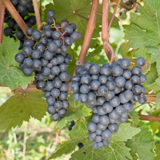 Vinná réva Rondo, sadenica v 1-2l nádobe, 20-25 cm