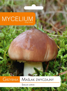 Mycélium mycélium 10 g