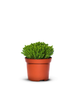Hebe GREEN GLOBE evergreen - 9 ks