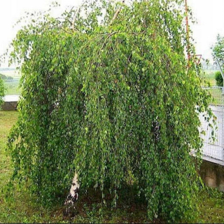 Long Trunk Himalájska breza vrúbľovaná na kmeni