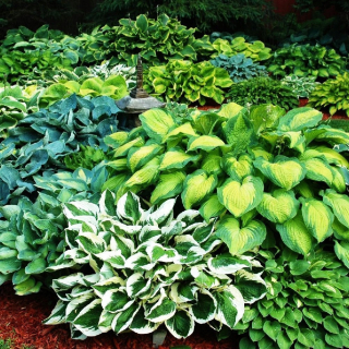 Sadenice Hosta Funkia Colored Mix 5 ks sadenice hosta, každá iná