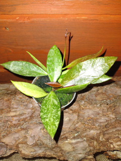 Sadenica Hoja GRACILIS v 0,5l nádobe