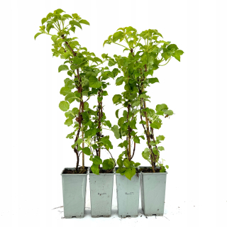 Hortenzia popínavá petiolaris Hydrangea 40cm+ SET 4 kusov
