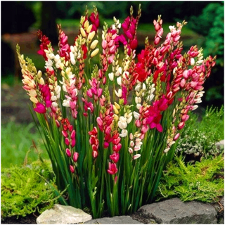 IKSJA IXIA GARDEN MIX FAREB 50 ks.