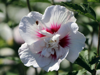 Hibiscus - Ketmia - China Chiffon - vrúbľovaný