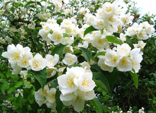 JASMINE Rosace JASMINE voňavé, voňavé KVETY