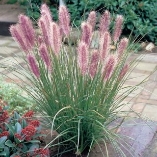 Japonský RED HEAD krásne ČERVENÉ súkvetia Seedling
