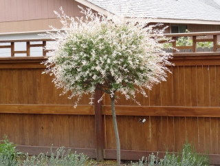 Japonská vŕba Hakuro Nishiki na kmienku 130–150 cm