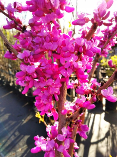 Judášovec kanadský Cercis canadensis, sadenica 60–100 cm