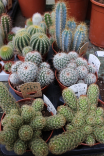 CACTUS MIX BEUTIFUL Forest v dóze. VEĽKÝ