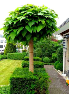 CATALPA CATALPA NA STRUPE Guľovitý, HROZENOVÝ, 150 cm