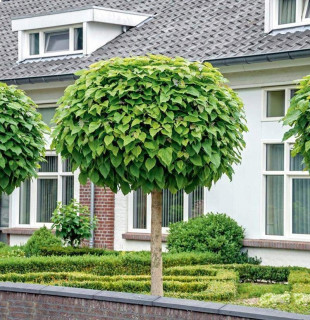 CATALPA NANA NA STRUPE guľovité CATALPA vrúbľované 180cm