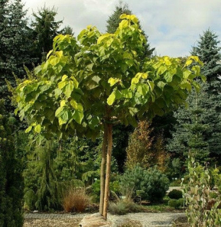 KATALPA CATALPA OBYČAJNÁ CATALPA 180 CM