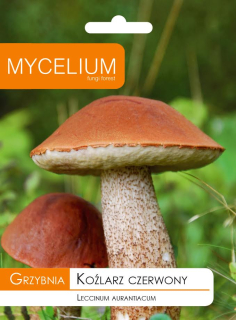 Mycelium mycelium Hríb červený 0,01kg