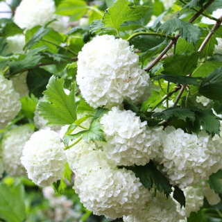 Kalina koralová „Roseum“