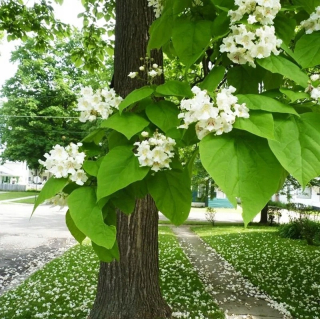 Catalpa KRÁSNE veľké zelené LISTY rýchlo rastúce sadenice katalpy KVET