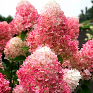 Metlinatá hortenzia Living Pinky Promise, dvojročná sadenica C1