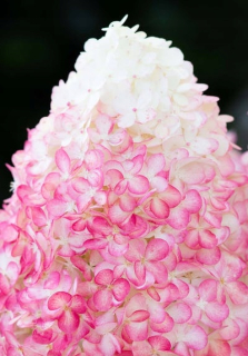 Metlinatá hortenzia Living Pink & Rose, dvojročná sadenica C1
