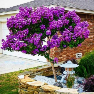 Lagerstroémia indická s fialovými kvetmi, sadenica v P9