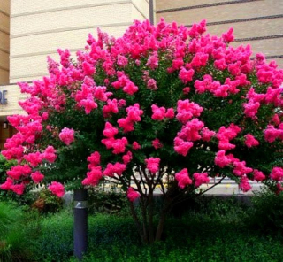Lagerstroémia indická, ružová sadenica P9