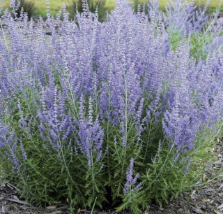 Perovskia Blue Spire – sadenica v kvetináči P9