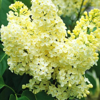 Pestrofarebné sadenice orgovánu v 2-3l nádobe, 35-50 cm