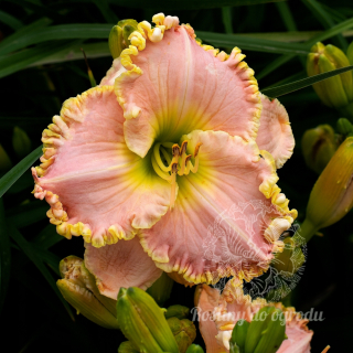 Denivka Hemerocallis Princess Diana, voľnokorenný podzemok